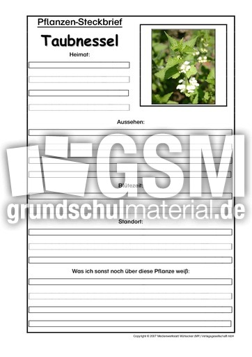 Pflanzensteckbrief-Taubnessel.pdf